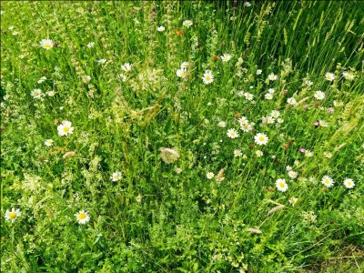 Apartment 6-Bett-Ferienhaus Dusche/WC, 3 Schlafräume - Outdoor photo 7