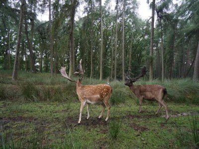 Apartment Elegante Wohnung, Grevesmühlen - Environment photo 28