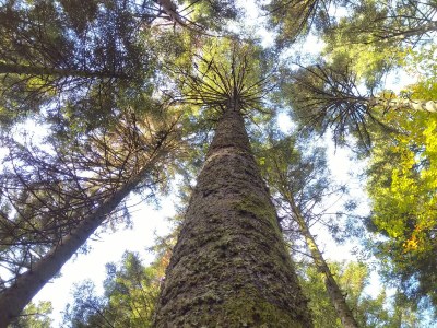 Chalet No title - Environment photo 24