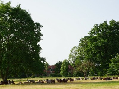 Cottage Uhlenhut - Environment photo 22