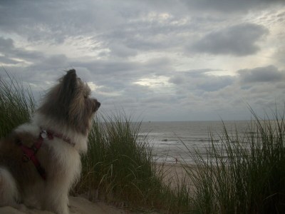 Holiday house Seestern 164 Rosenbaum - Environment photo 33