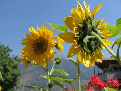 Holiday apartment Golden Delicious - Bauernhof Stadlgut - Outdoor photo 17