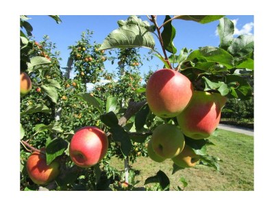 Holiday apartment Golden Delicious - Bauernhof Stadlgut - Environment photo 25