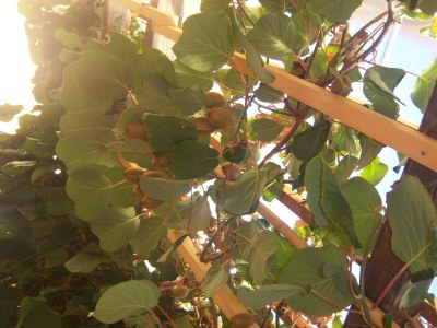 Holiday apartment Golden Delicious - Bauernhof Stadlgut - Environment photo 27