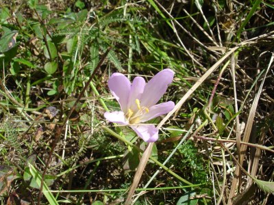 Holiday apartment Golden Delicious - Bauernhof Stadlgut - Environment photo 35