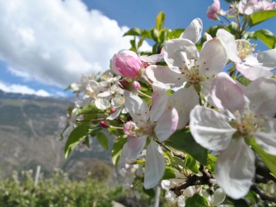 Holiday apartment Golden Delicious - Bauernhof Stadlgut - Document photo 39