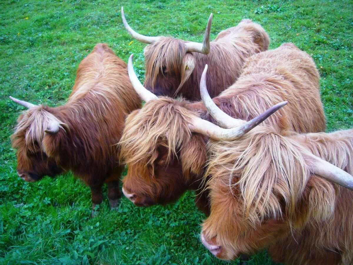 Apartment Apartment/Wohn-Schlafraum/ DU/WC Nr.2  "Aurikel"