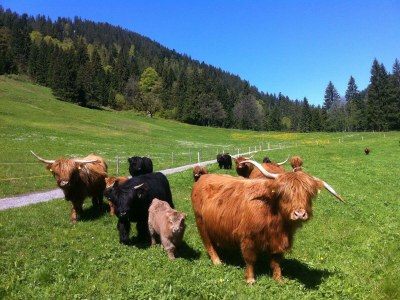 Apartment Apartment/Wohn-Schlafraum/ DU/WC Nr.2  "Aurikel" - Outdoor photo 7