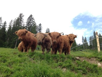Apartment Apartment/Wohn-Schlafraum/ DU/WC Nr.2  "Aurikel" - Outdoor photo 8