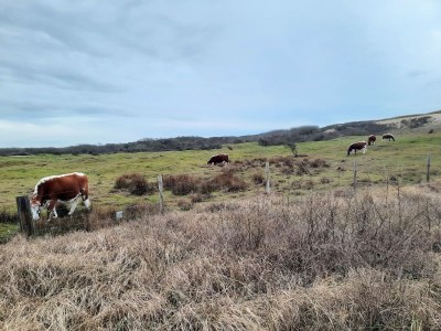 Holiday apartment Huize Oostduin: Apartment - Environment photo 14