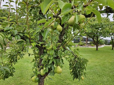 Holiday house Eldeufer - Outdoor photo 8