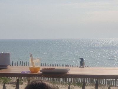 Holiday house Lacanau Ocean - Environment photo 31