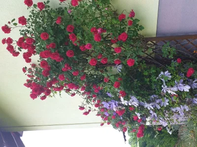 Apartment 4-Bettwohnung - Outdoor photo 9