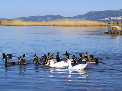 Holiday house Sa Fiorida type Marc - Environment photo 20