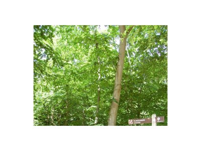 Holiday house Gerritslanderdijkje - Environment photo 17