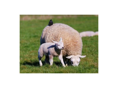 Holiday house Gerritslanderdijkje - Environment photo 20