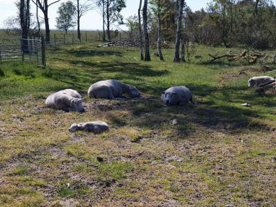Holiday house 6 person holiday home in Hadsund - Outdoor photo 35