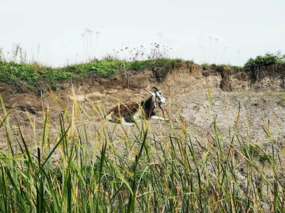 Holiday house 6 Personen Ferienhaus in Ringkøbing - Outdoor photo 26