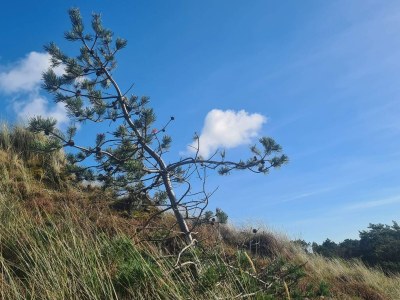 Holiday house 6 person holiday home in Rømø - Outdoor photo 15