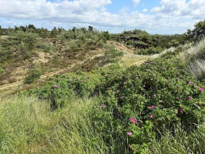 Holiday house 6 person holiday home in Rømø - Outdoor photo 16