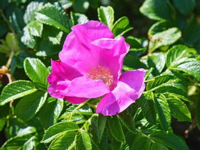 Holiday house 6 Personen Ferienhaus in Thyholm - Outdoor photo 8