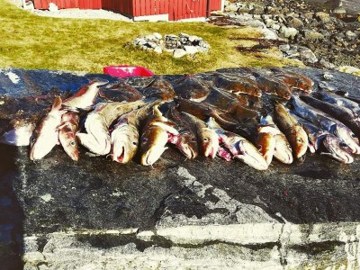 Holiday house 8 person holiday home in Austefjorden - Outdoor photo 27