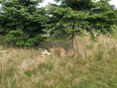 Holiday house Geraumiges Refugium in Marielyst-By Traum - Outdoor photo 11