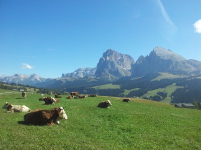 Holiday apartment Arbea Apartments - Holiday apartment Siëla - Environment photo 32