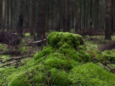 Holiday house Luxury Retreat with Spa - By Traum Ferienwohnungen - Outdoor photo 22