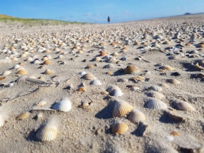 Holiday house 25 person holiday home in Rømø-By Traum - Outdoor photo 13