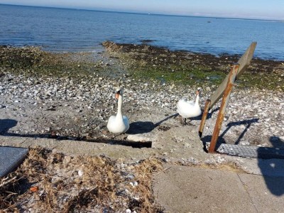 Apartment 4 Personen Ferienhaus in Bogense-By Traum - Outdoor photo 13