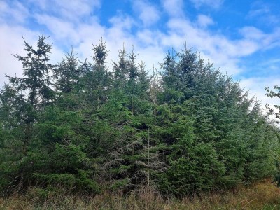 Holiday house Luxury Spa Retreat in Thorsager - By Traum Ferienwohnungen - Outdoor photo 35