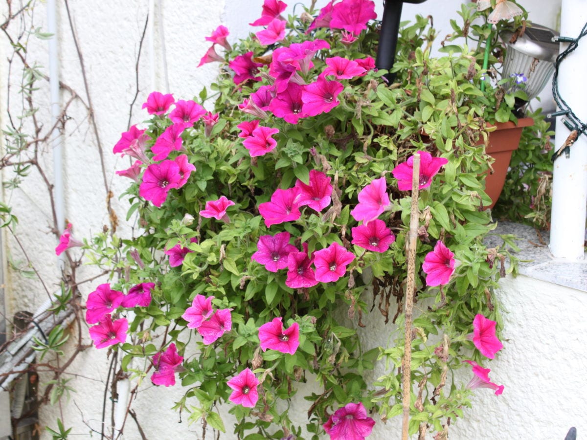 Holiday apartment "Zur Alten Schule" Neuburxdorf - Outdoor photo 3