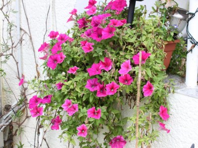 Holiday apartment "Zur Alten Schule" Neuburxdorf - Outdoor photo 3