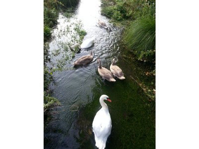 Holiday apartment "Waldhütte" - The little paradise - Environment photo 17