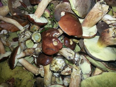 Holiday apartment "Waldhütte" - The little paradise - Environment photo 21