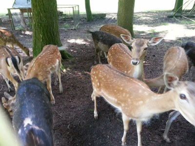 Holiday apartment "Waldhütte" - The little paradise - Environment photo 22