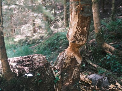 Holiday apartment Bauernhausteil - Environment photo 28