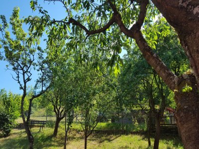 Holiday house Ferienhaus mit Naturgarten - Outdoor photo 31