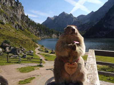 Holiday apartment Haus Schartner Rosi - Outdoor photo 10