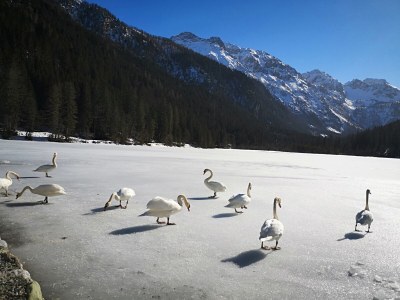 Holiday apartment Haus Schartner Rosi - Environment photo 31