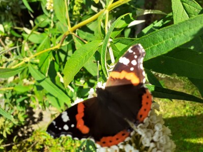 Holiday apartment Undine Niebuhr - Outdoor photo 9