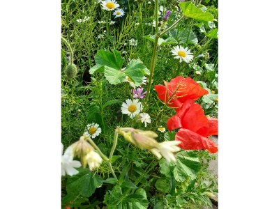 Holiday apartment Undine Niebuhr - Outdoor photo 11