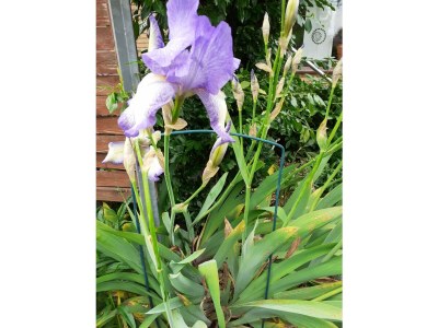 Holiday apartment Undine Niebuhr - Outdoor photo 12