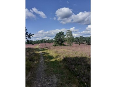 Holiday apartment Undine Niebuhr - Environment photo 33