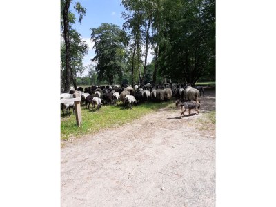 Holiday apartment Undine Niebuhr - Environment photo 34