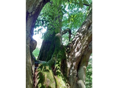 Holiday apartment Undine Niebuhr - Environment photo 36