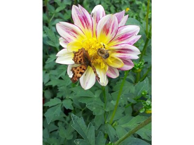 Holiday apartment Undine Niebuhr - Environment photo 37