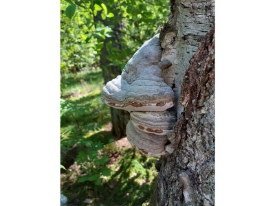 Holiday apartment Undine Niebuhr - Environment photo 39