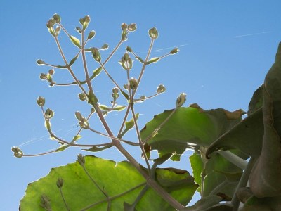 Villa Villa in Sant Josep mit Meerblick - Outdoor photo 10